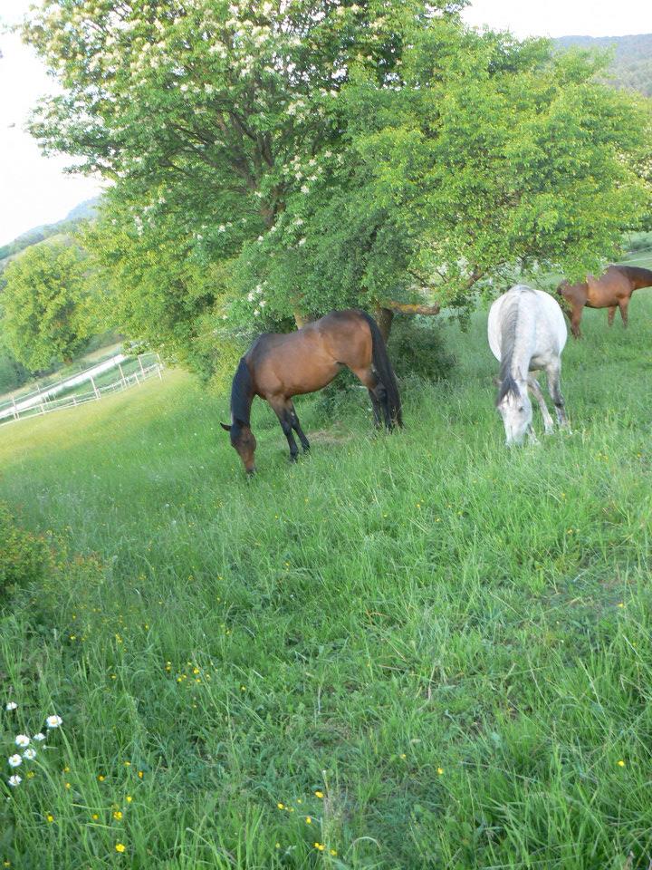 POSESTVO RUDOLF, oskrba konj, Matej Rudolf s.p.